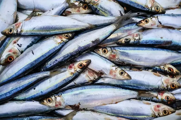 6 sustainable seafood choices for a healthier planet and a healthier you