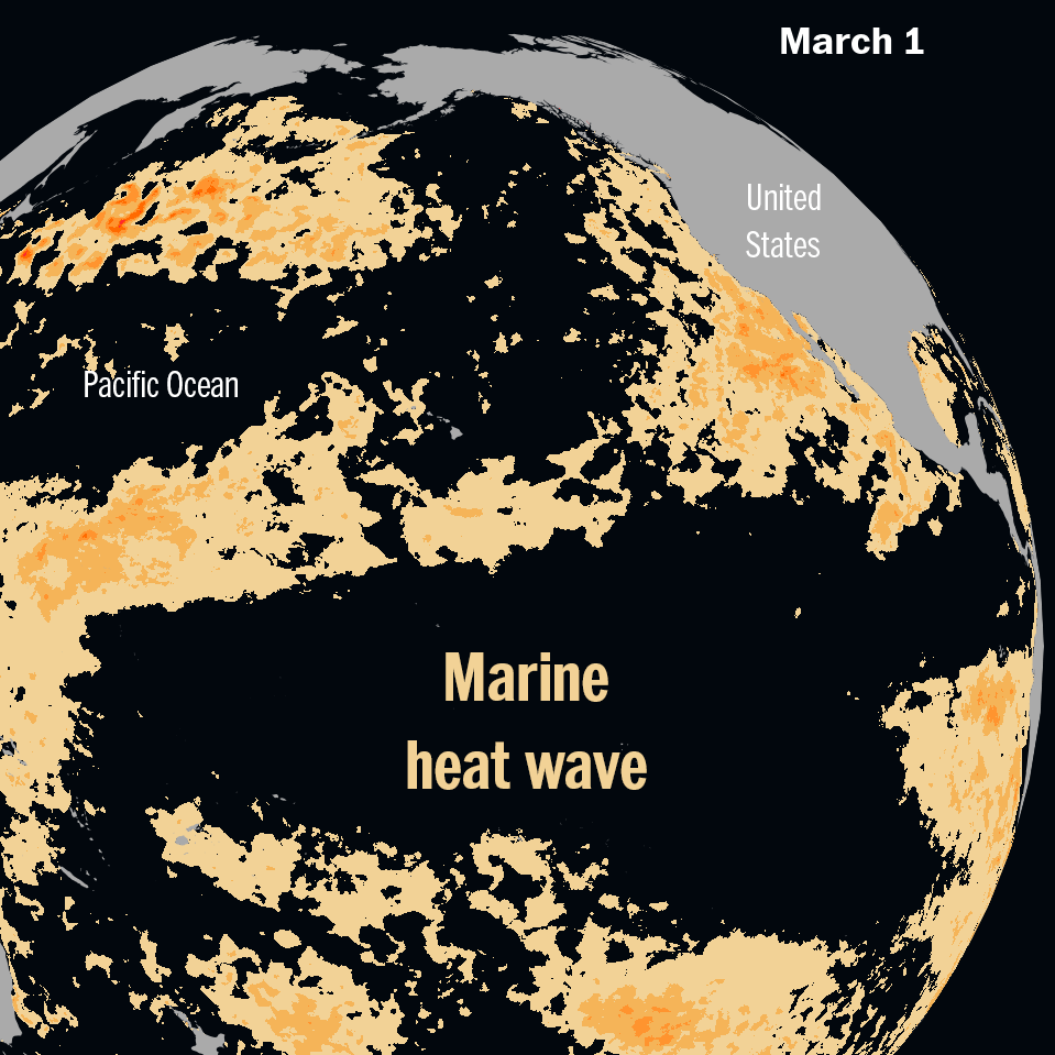 What a 5,000-mile long marine heat wave means for summer in the U.S.
