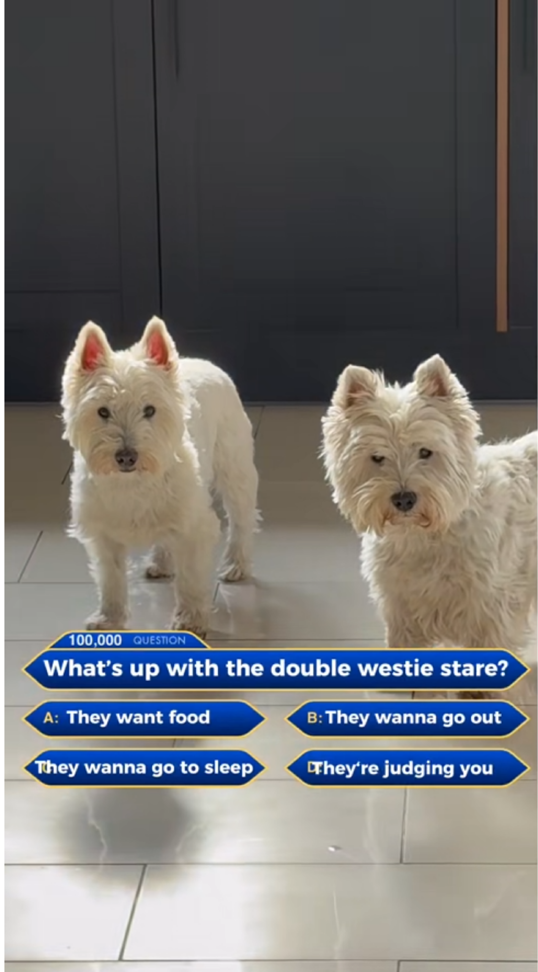 Two Westies staring at you is double the chaos and fun