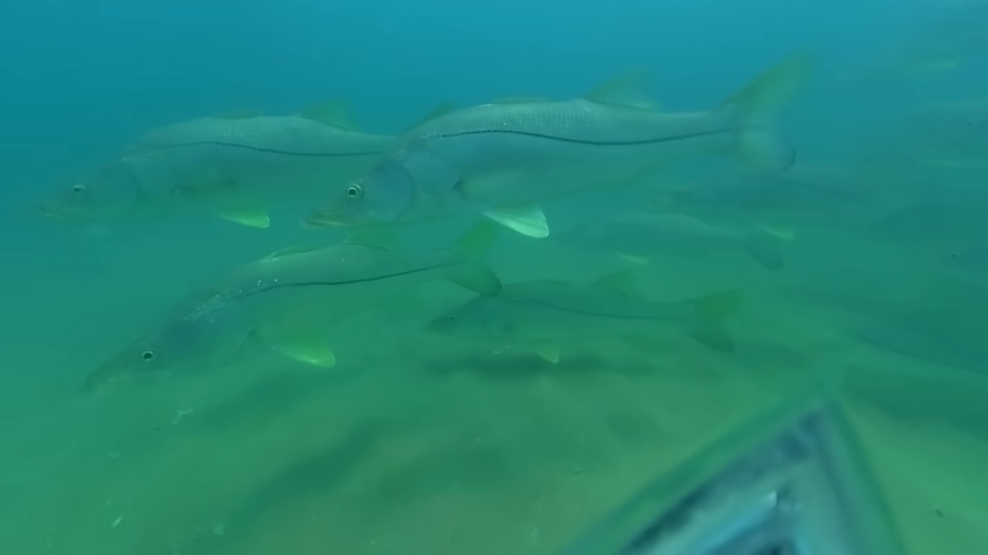 These fish look calm - but they’re being hunted