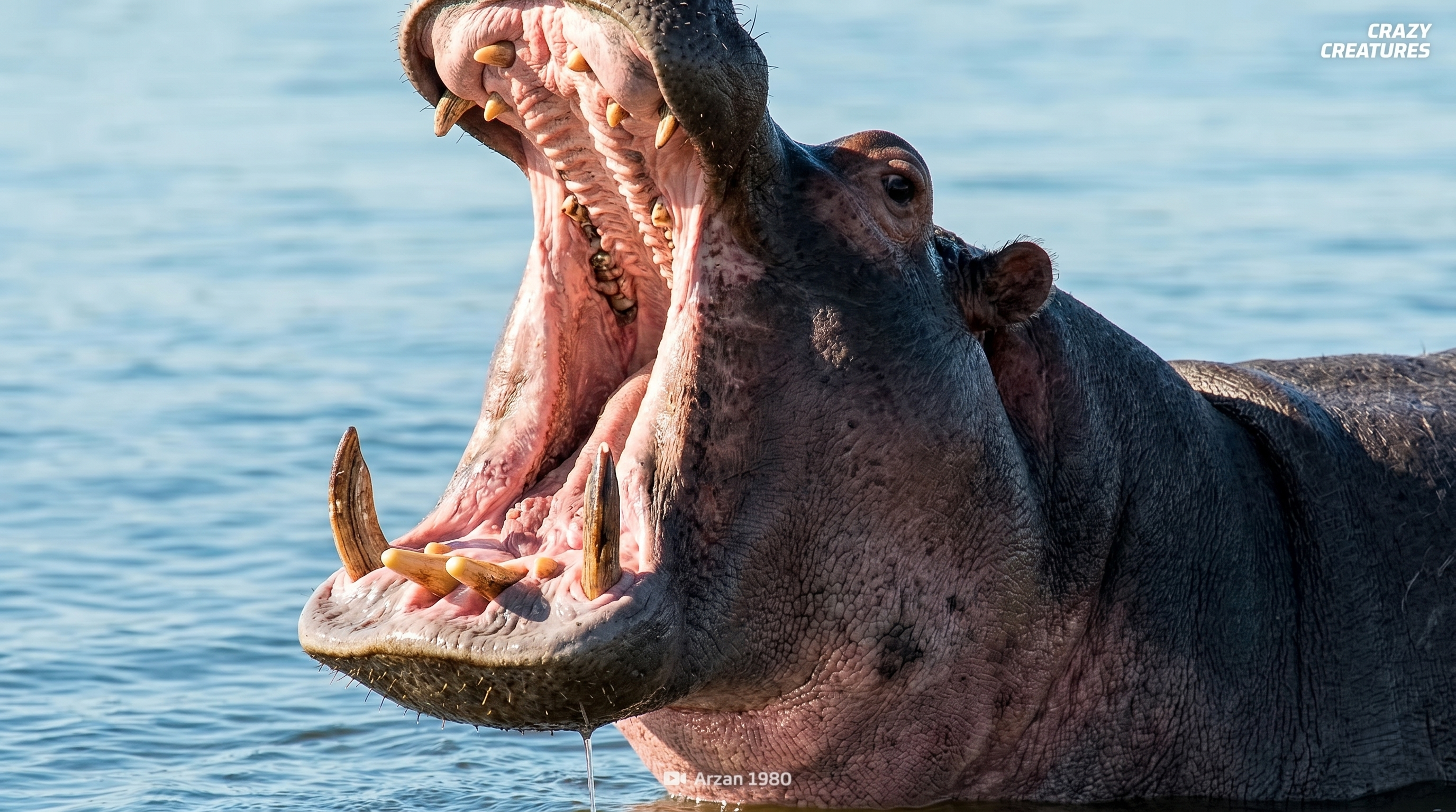 Watch what happens when a hippo uses dung spray to claim territory
