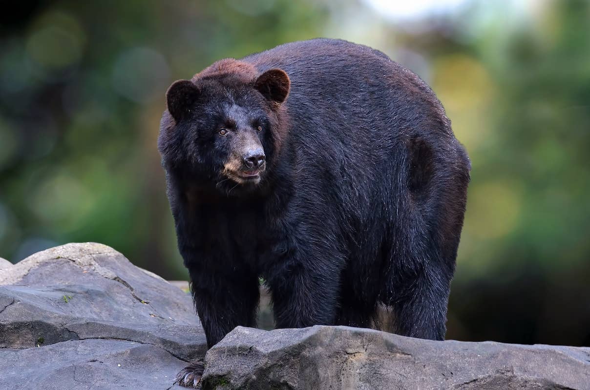 Bear encounters lead to closures at Great Smoky Mountains National Park