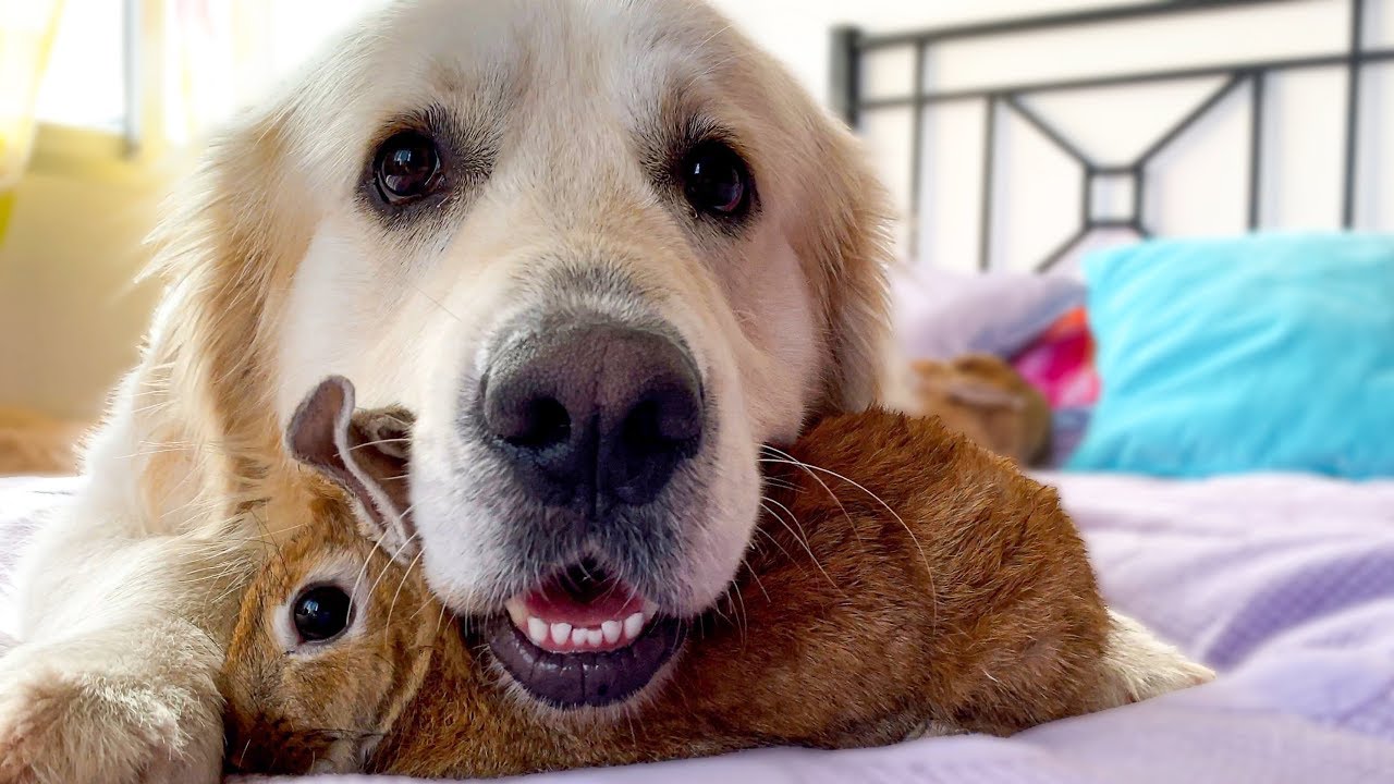 Dog gets confused playing with tiny rabbits
