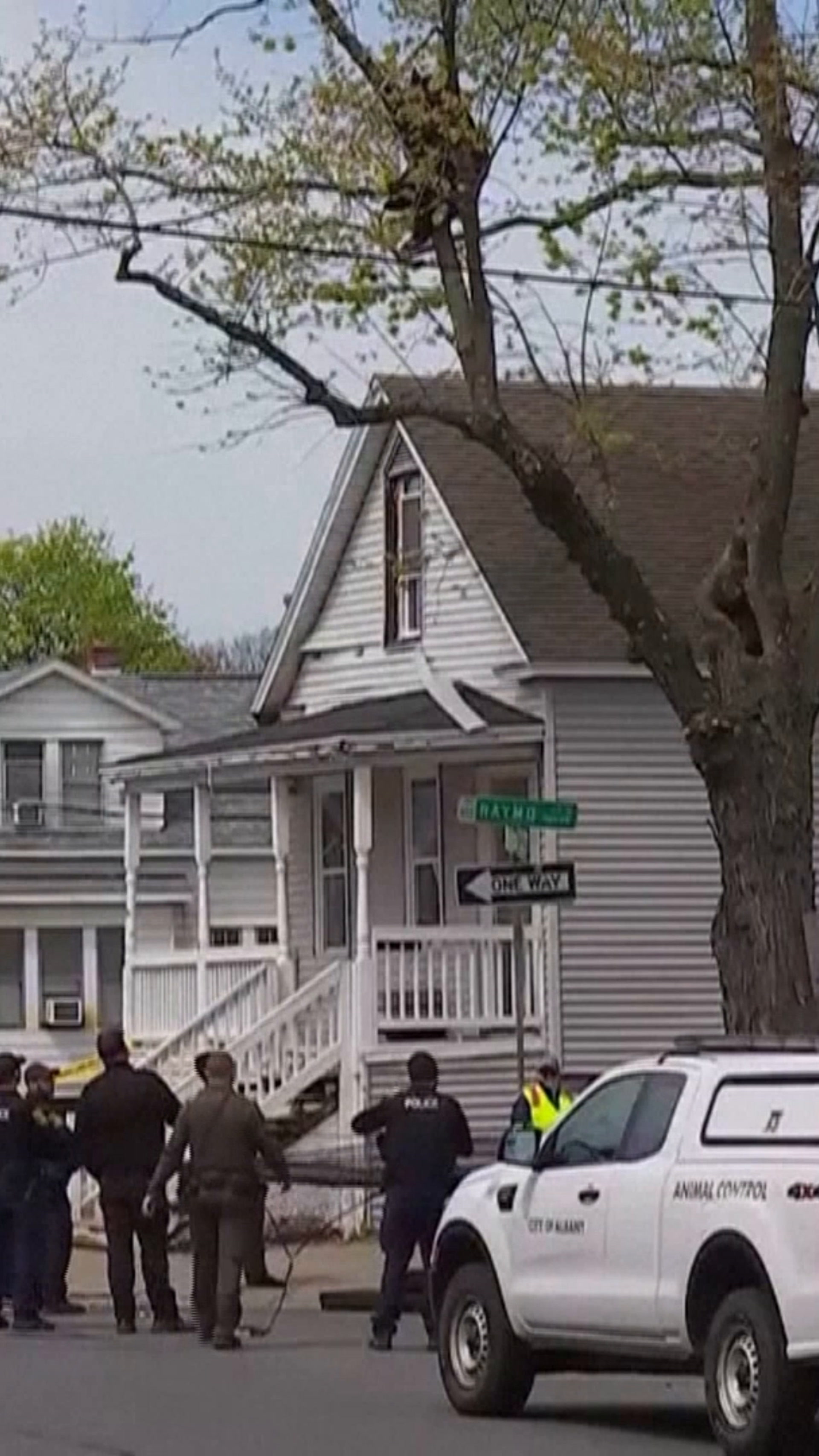 Black bear tranquilized by cops falls from tree to safety in 4-hour ...