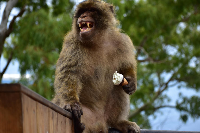 Monkeys eating soil to soothe stomachs after taking too much junk food