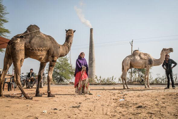Working animals 'vital' but overlooked by Brits who say they are 'thing ...