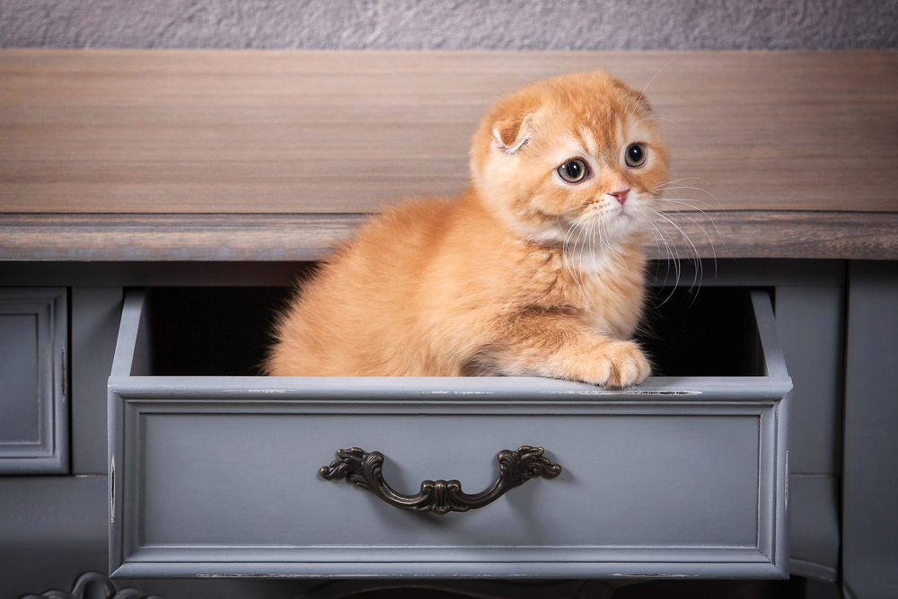 17 cat-proofing hacks to protect your furniture & décor