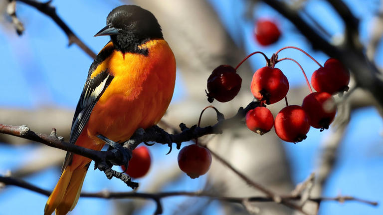 11 mistakes to avoid if you want to attract more orioles to your yard