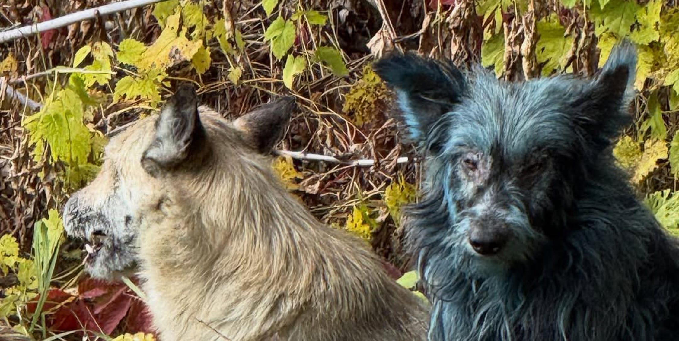 Some dogs at Chernobyl have turned blue