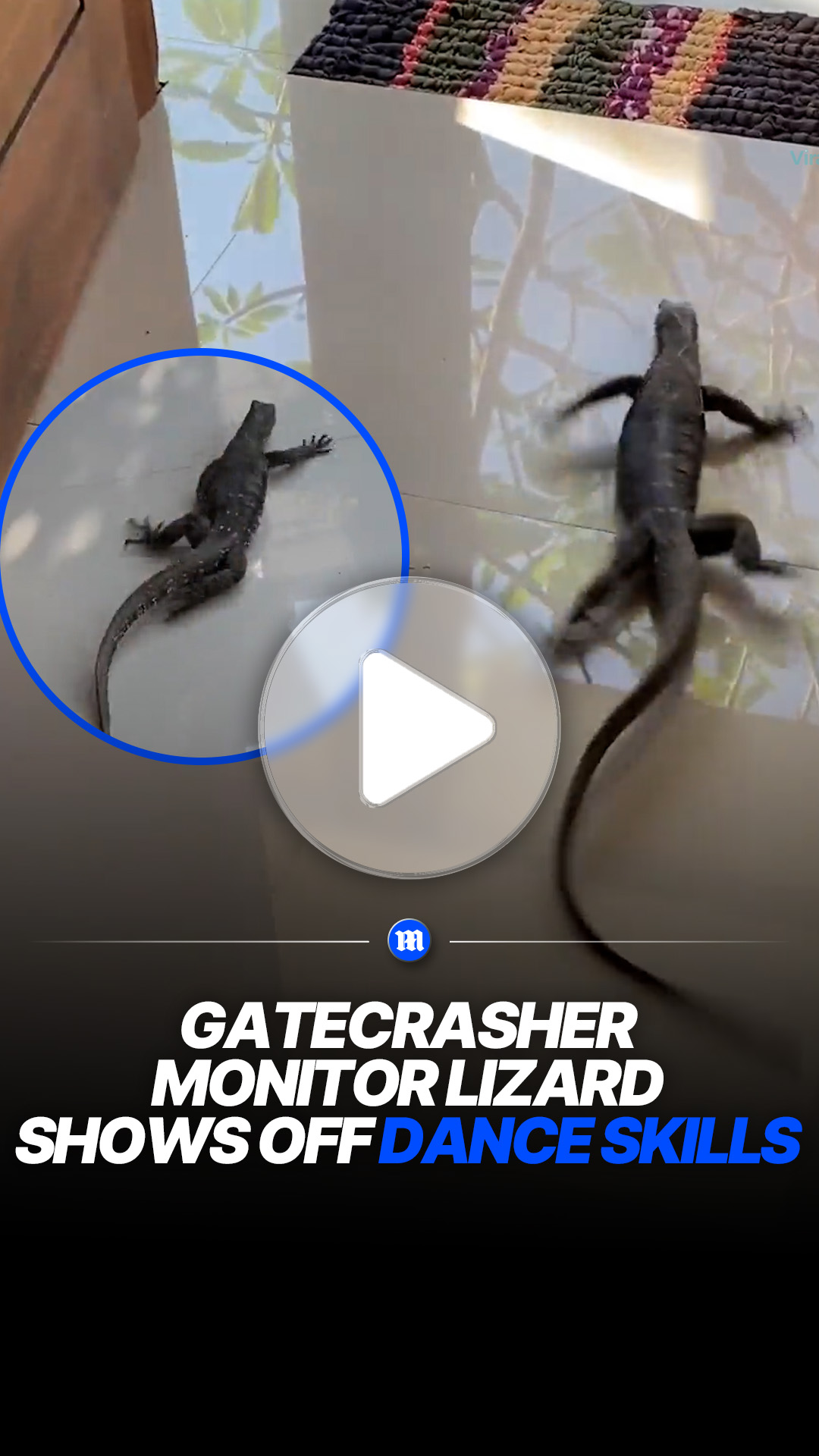 Monitor lizard wanders into home and appears to 'dance'