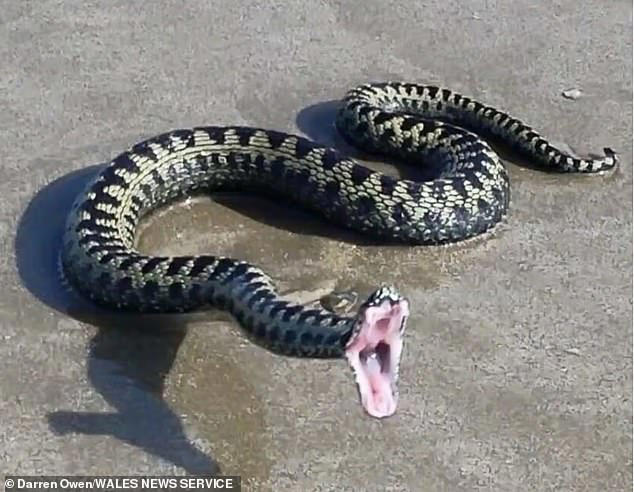 Snake kills dog on Welsh beach: Owner warns others as she blames venomous  reptile for fatal bite
