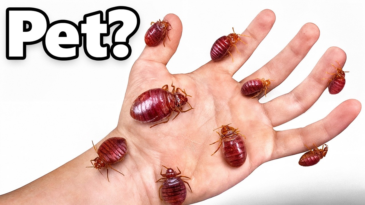 I got pet bed bugs (and fed them)
