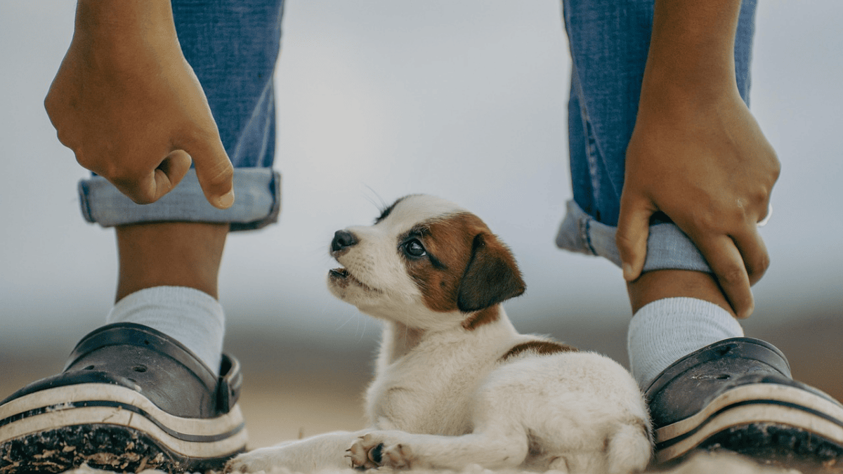 7 important things you should tell your dog every time you leave home