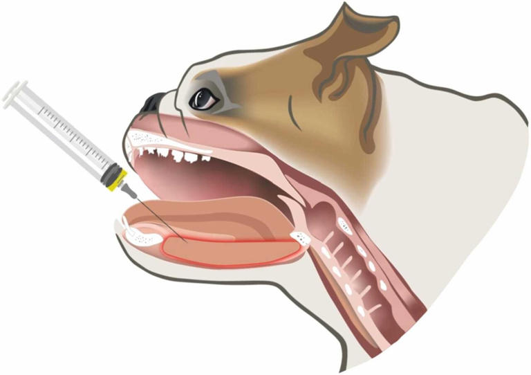 New technology helps flat-faced dogs breathe easy