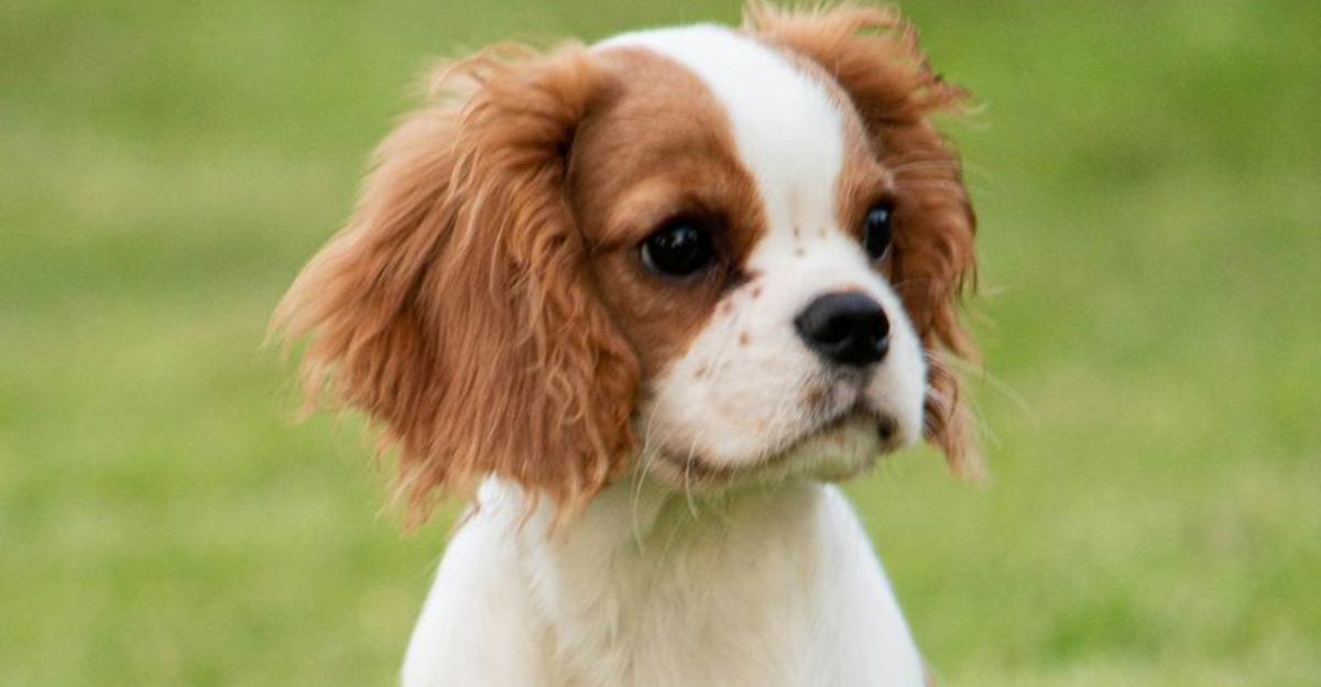 Looking for a quiet dog? These 14 breeds won't drive you crazy