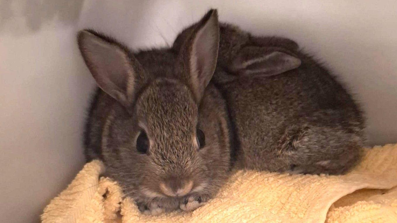 Stowaway baby rabbits found on North Sea drilling rig