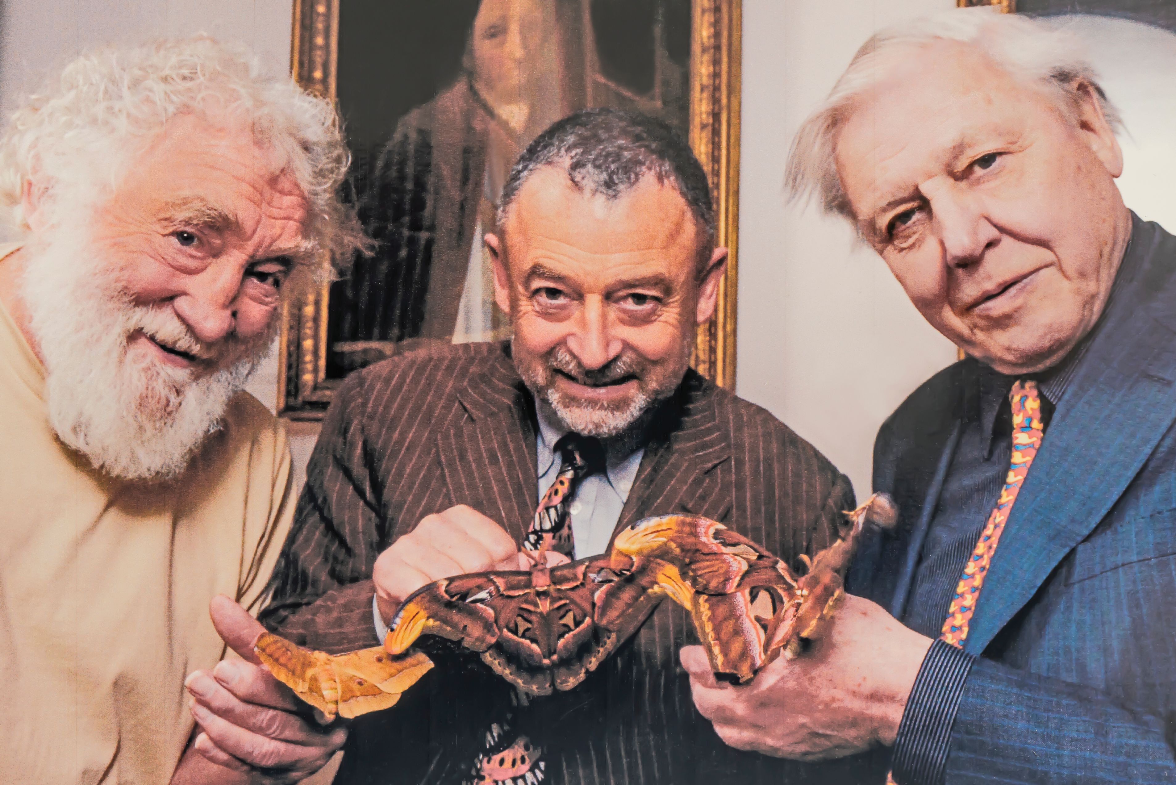 Stratford-upon-Avon Butterfly Farm to celebrate Sir David Attenborough ...
