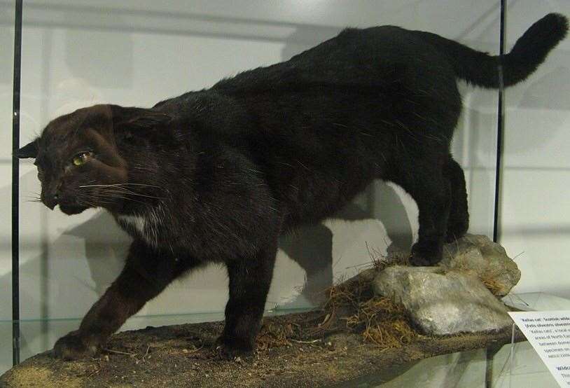 ‘Puma-like’ big cat sighting reignites mystery of legendary beast ...