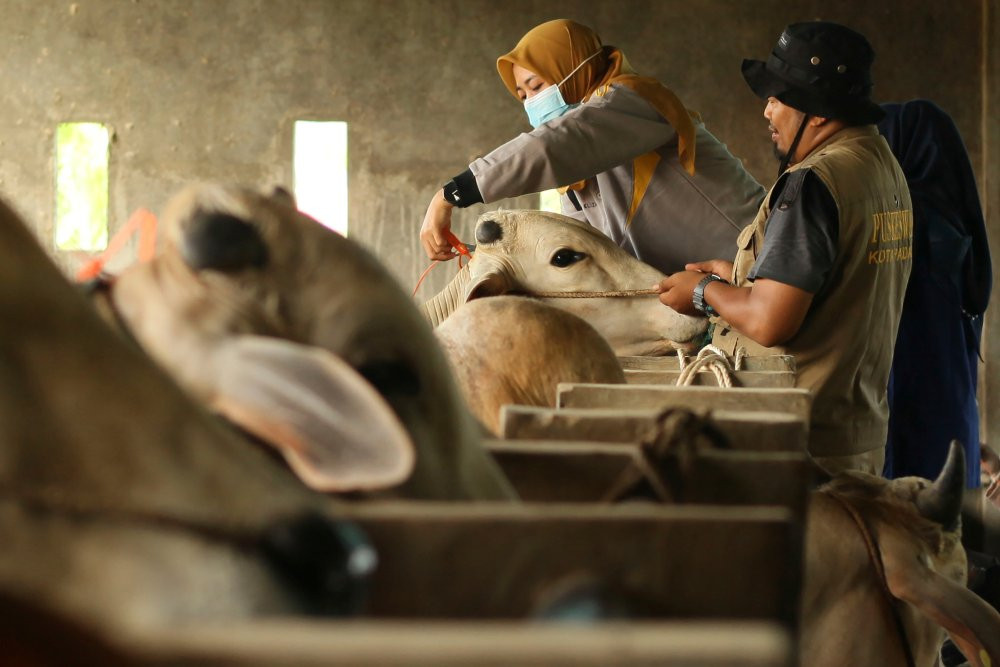 Tok! Pemerintah naikkan harga sapi di tingkat produsen jadi Rp59.000 per kg