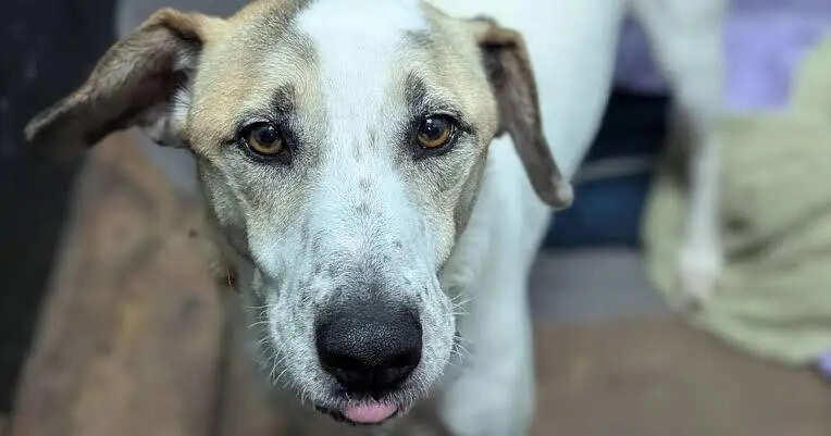 Rescue dog finally finds home after five years, only to be returned ...