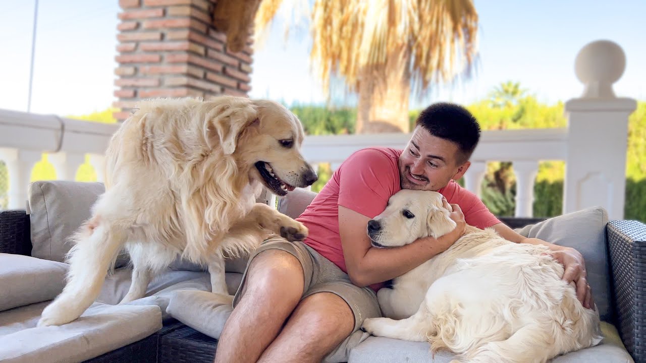 Golden retriever says hey that is my human