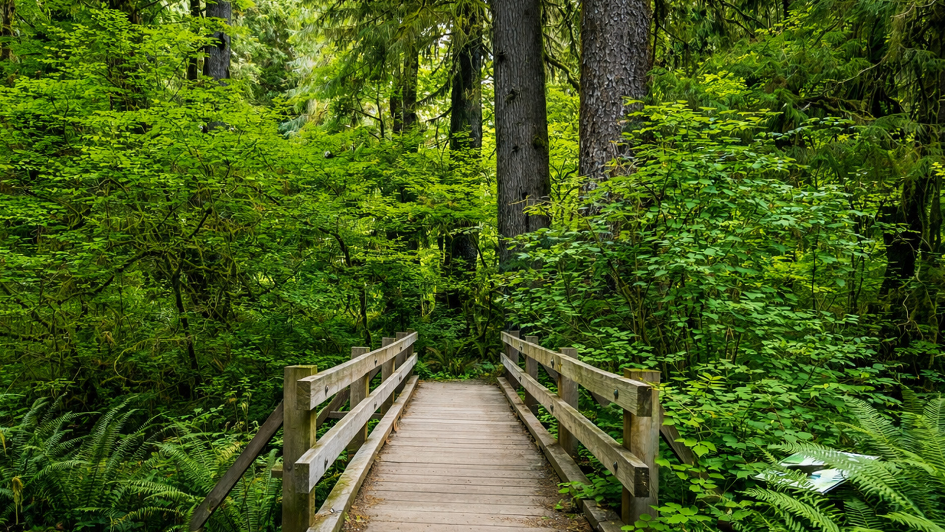 Hoh Rain Forest Washington Hall of Mosses walk (4K)