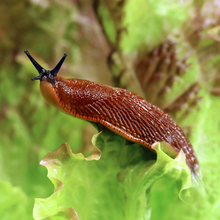 The $1 slug control hack that works better than anything else I’ve ...