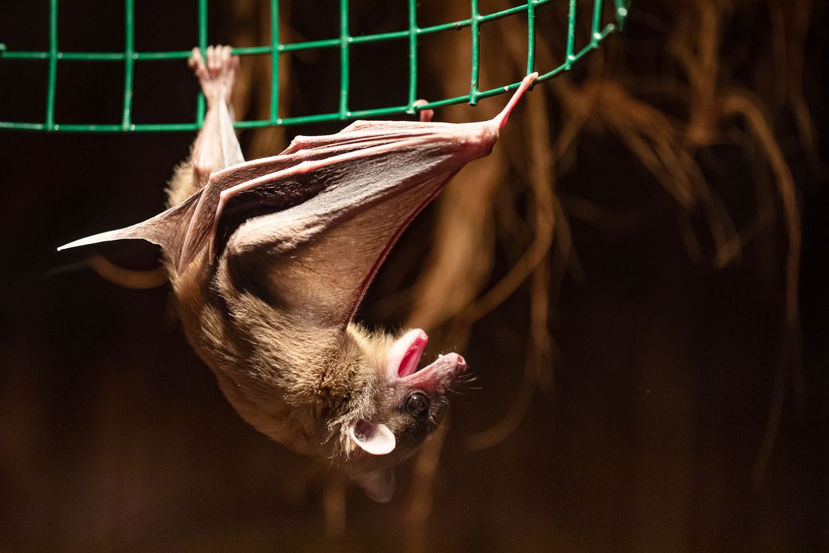 A virologist’s nightmare: People and predators keep going into a cave ...