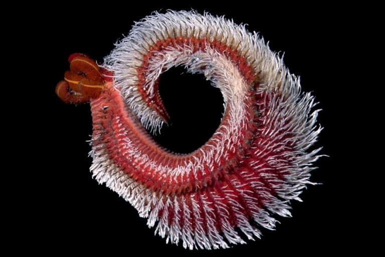 Meet the weird worm that can survive being boiled alive