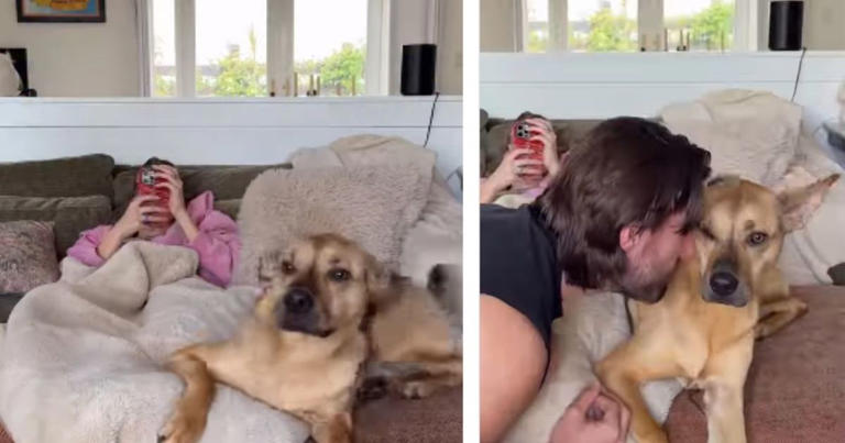 Rescue dog doesn't want dad to interrupt his snuggle time with mom