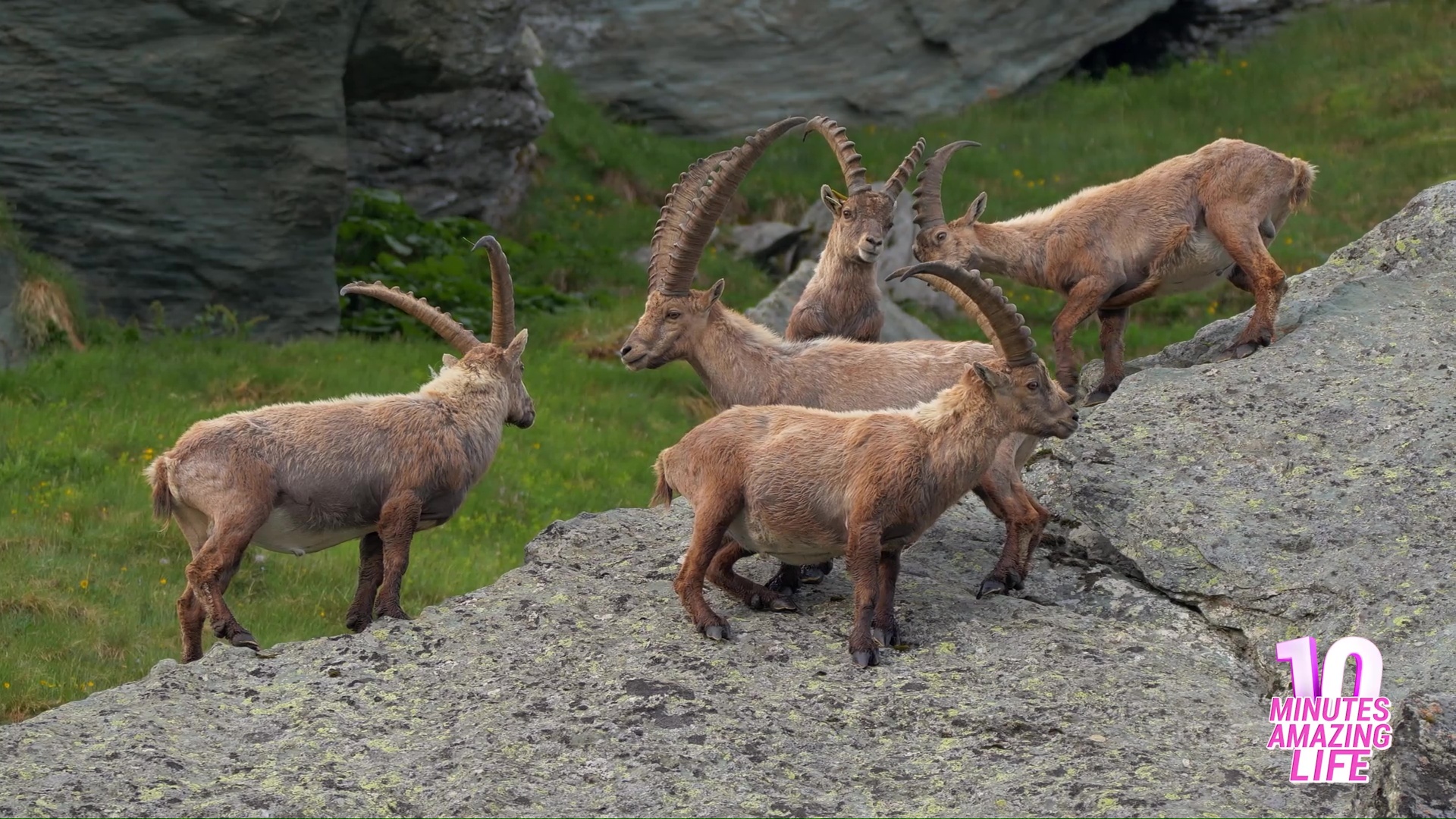 Alpine ibex herd climbs steep cliffs while scanning for danger