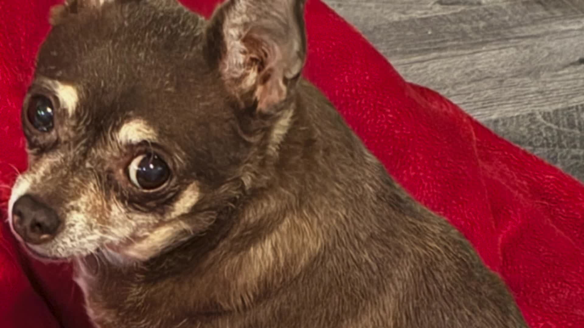 Officer helps save man's dog after crash