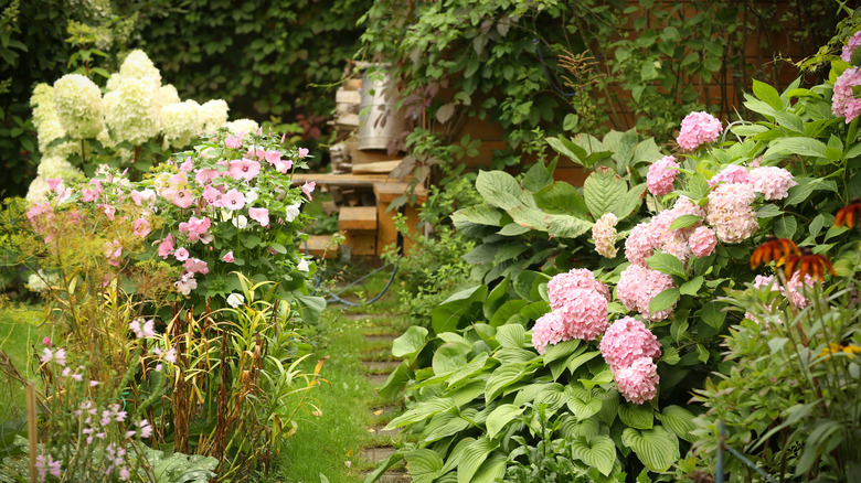 The versatile hydrangea variety you can grow tall or keep compact in ...