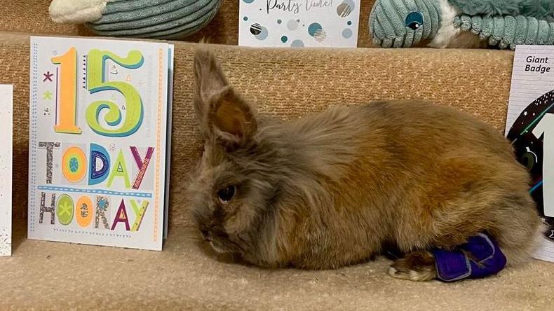 'Amazing' pet breaks record as oldest living rabbit