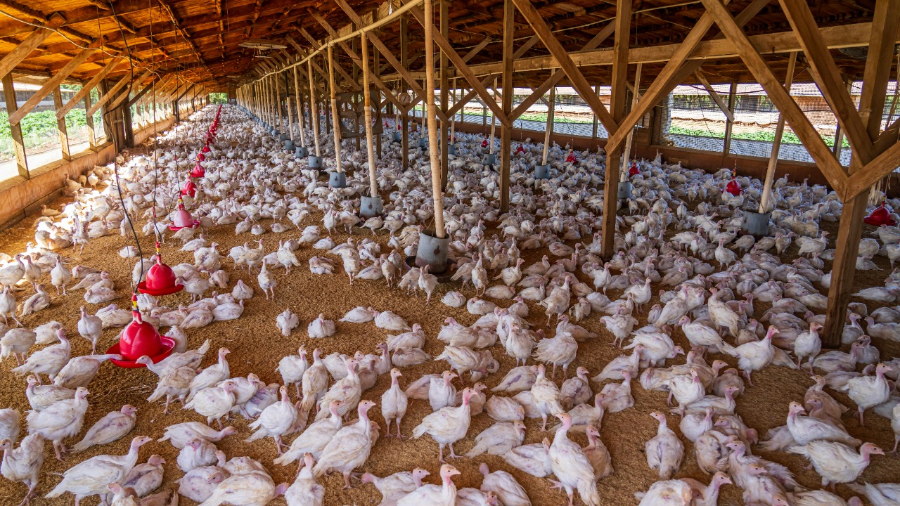 Netherlands lifts nationwide indoor order for poultry after bird flu