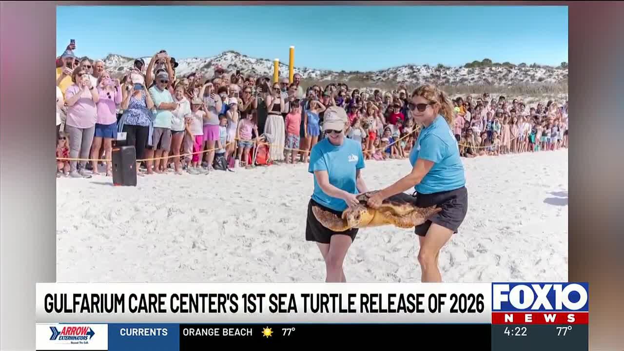 Gulfarium CARE Center releases sea turtles in first release of 2026
