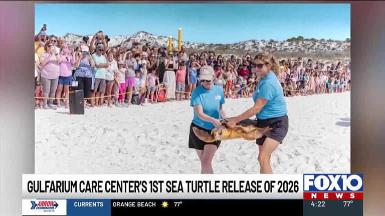 Gulfarium CARE Center releases sea turtles in first release of 2026