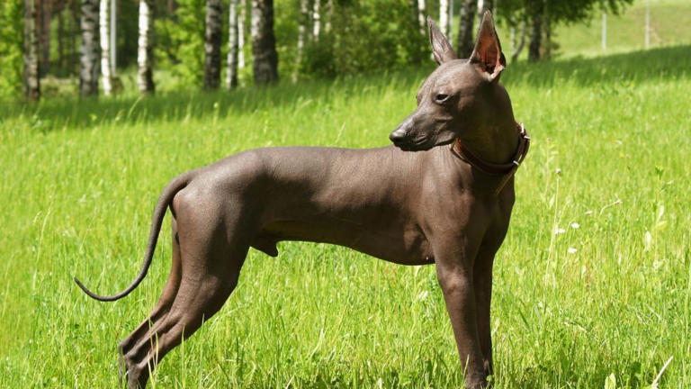 Perros mexicanos: estas son las razas originarias y su sorprendente ...