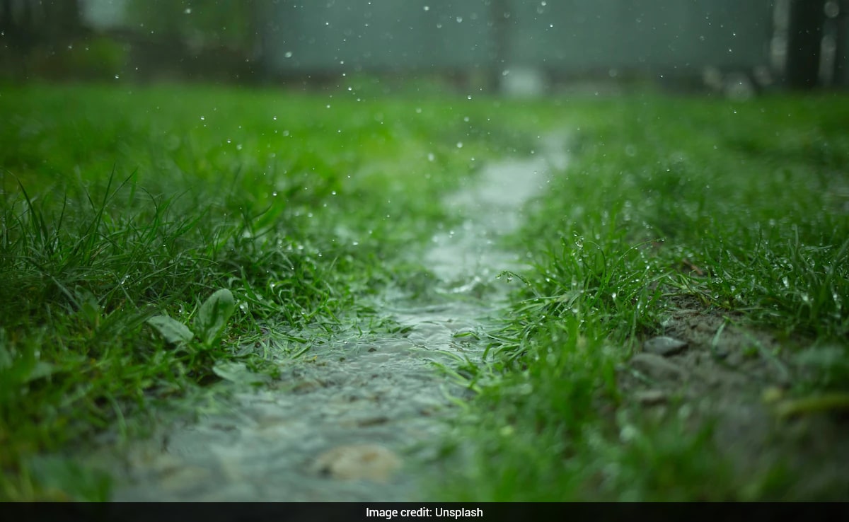 New study reveals that plants can sense sound of rain