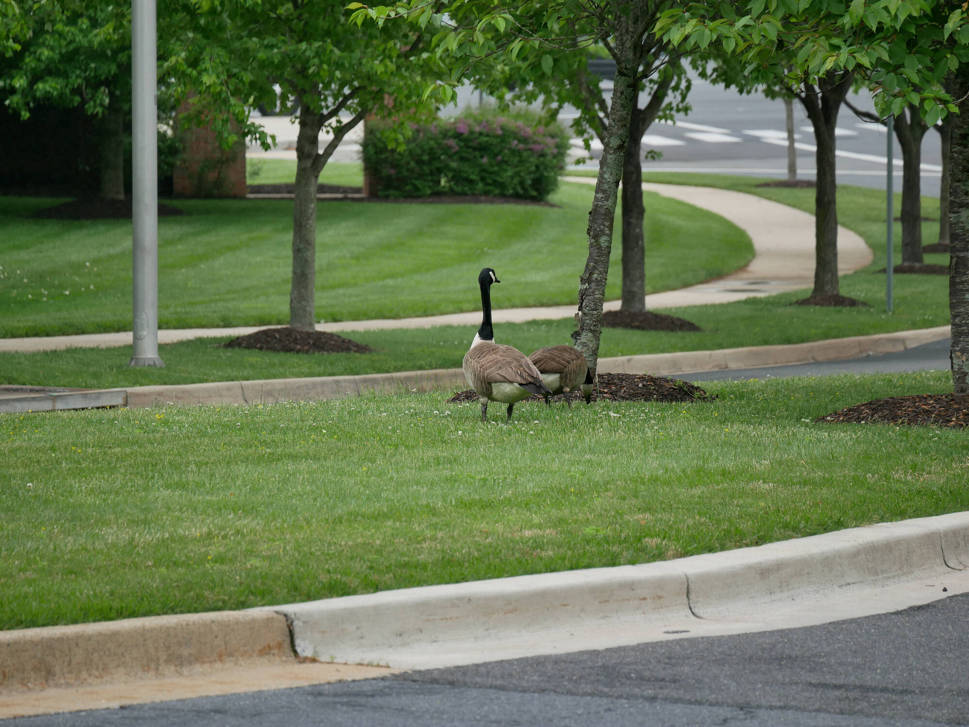 Two geese arrive at rescue injured and alone — then something beautiful ...