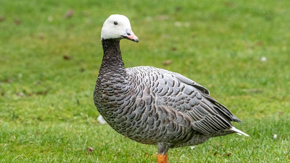 This goose ignores 80 MPH winds like a tiny storm chaser