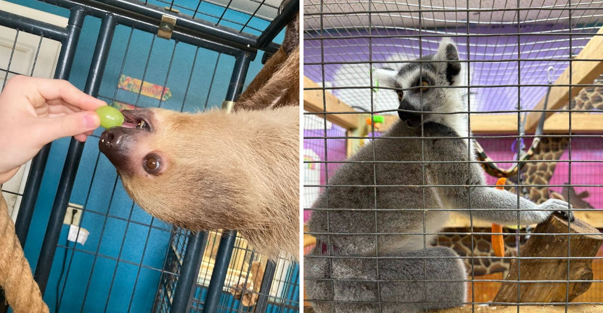 This Oklahoma animal experience gets pawsitively wild with up-close ...