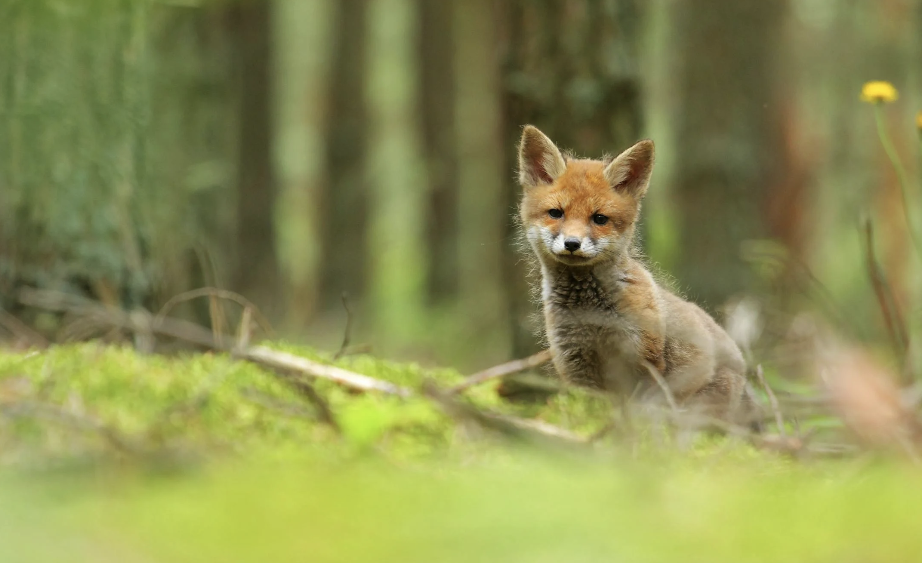 What to know as wild foxes become more active this spring