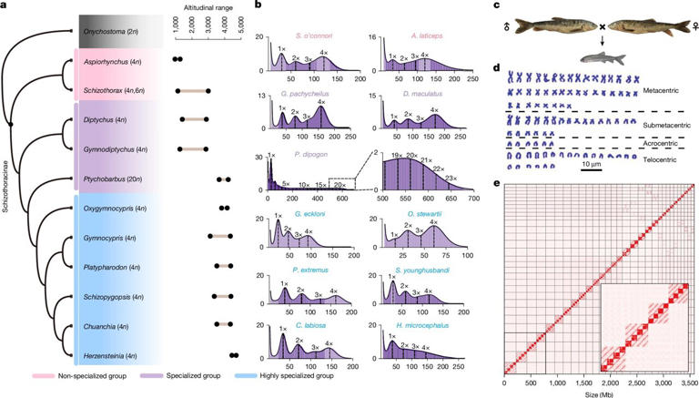 Turning four into two: How duplicated genomes become diploid again