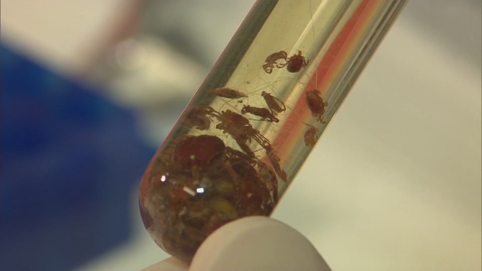 Tick season off to strong start nationwide, experts urge precautions