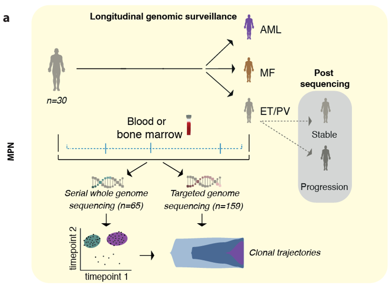 25-year-long study discovers how blood cancers evolve and worsen