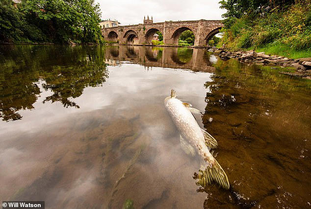 A dead pike in the River Wye. Experts warn that industrial levels of poultry waste can have significant impacts on waterways such as this