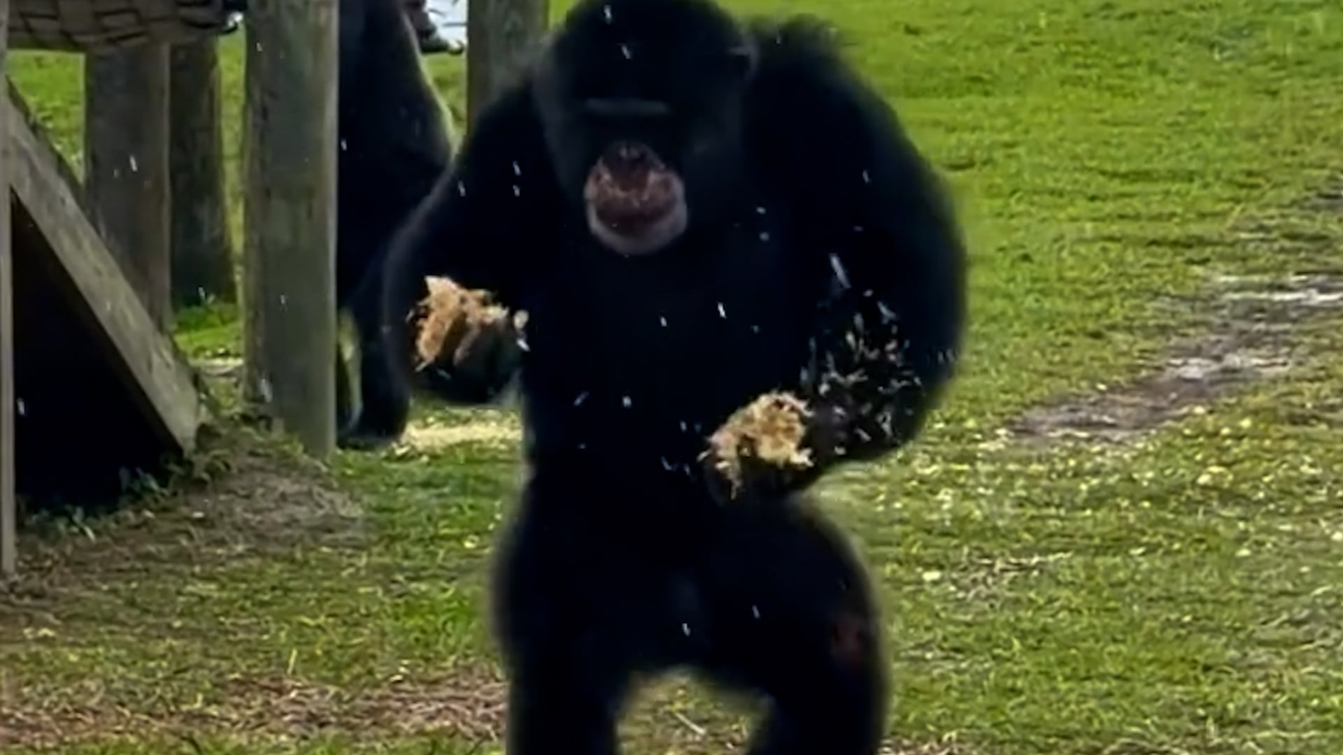 Funny moment chimpanzee runs in from the rain - to keep his snacks dry