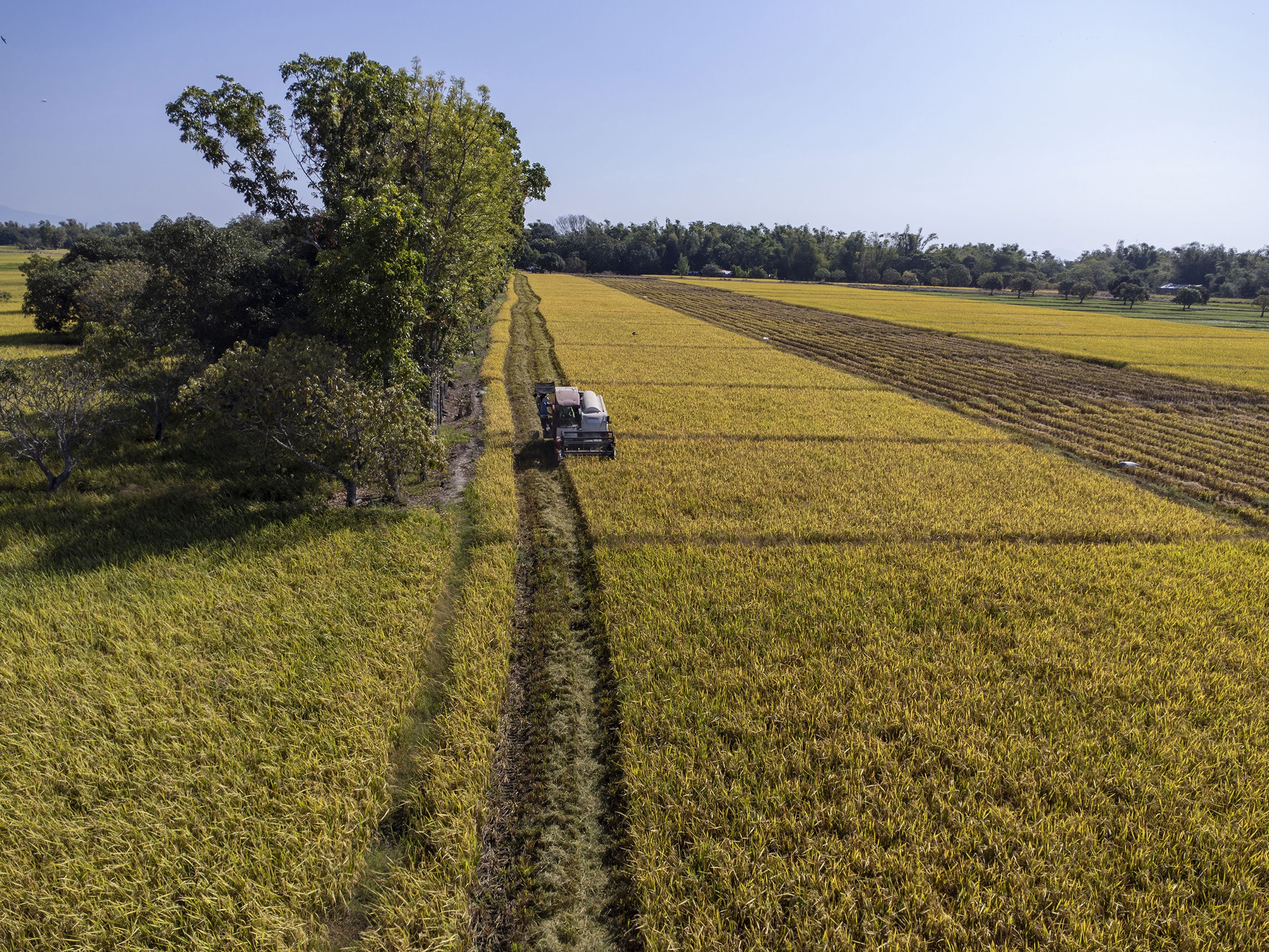 DA gives up hope for record-high rice production this year