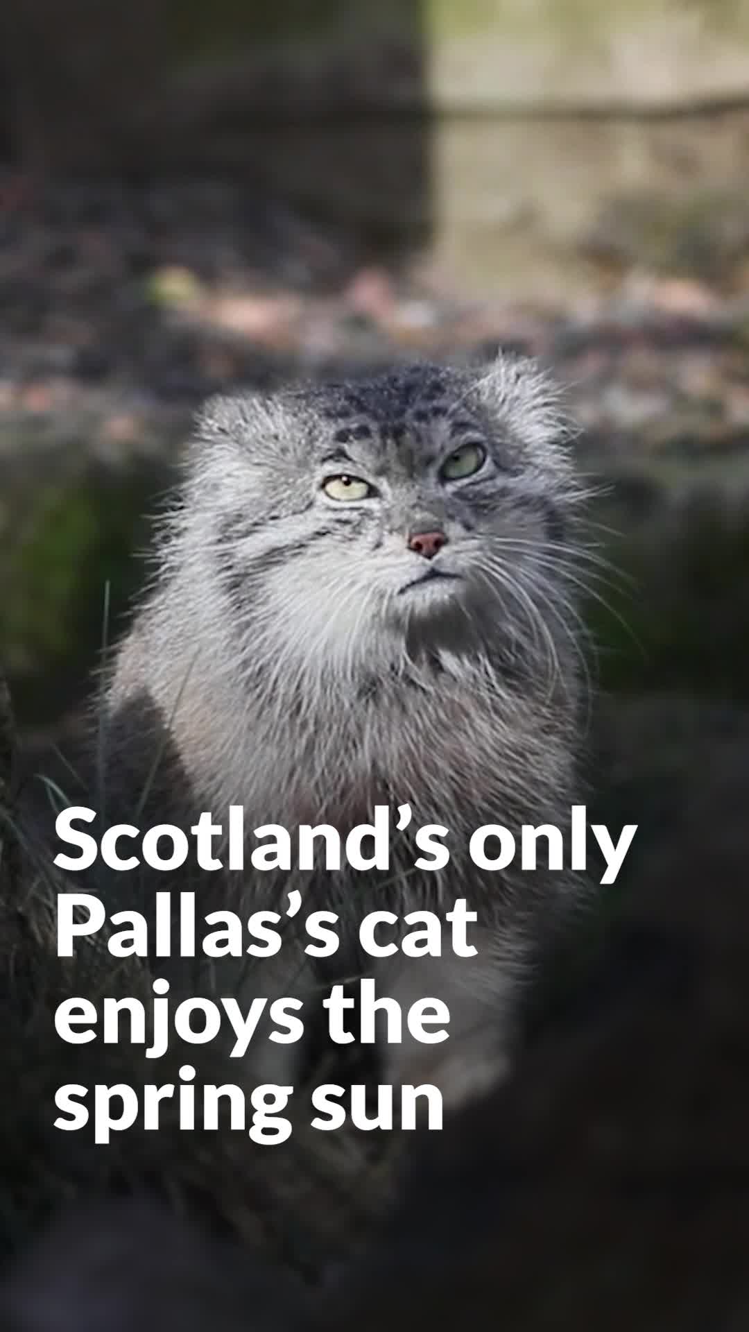 Scotland’s only Pallas’s cat enjoys the spring sun